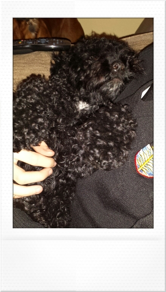Cockapoo / a poodle, etc