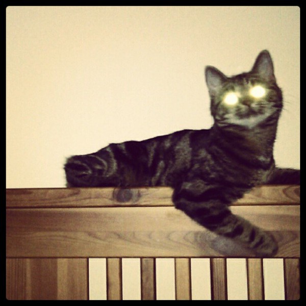 To think my cat is a vision of loveliness?