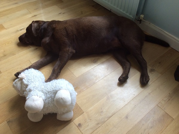 'there are easier breeds:' which ones?