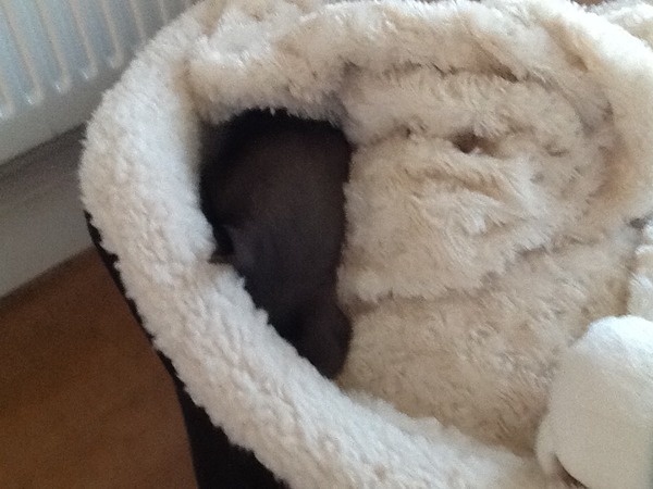 New whippet pup...first day at home