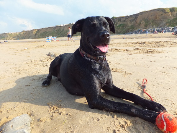 Who's your Doggy Sidekick? Share your love with #AnnieMovie and you could be in the chance of winning £150 worth of High Street Vouchers and a Sandy Plush Toy! NOW CLOSED