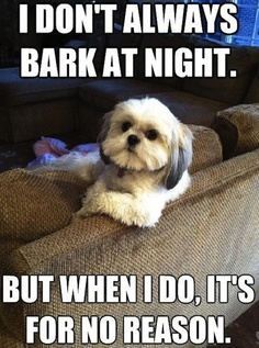 AIBU to wish I never bought a house next to a dog family