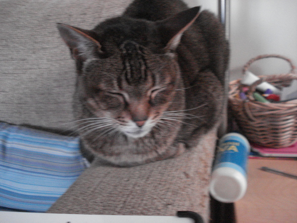To think my cat is a vision of loveliness?