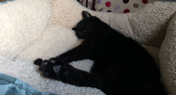 Cat photo thread of a different nature - come & play Catspotters!