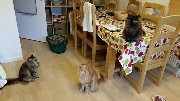 How to stop cats going on kitchen worktops?