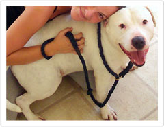 Can I promote a rescue that needs help?