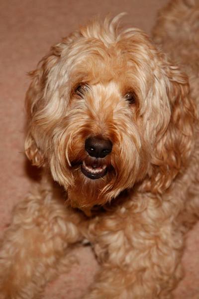 Cockapoo / a poodle, etc