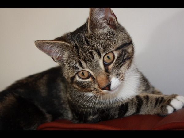 To think my cat is a vision of loveliness?