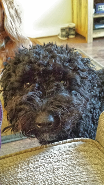 Cockapoo / a poodle, etc