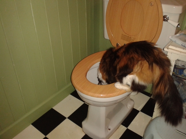 my cat likes to get into the toilet