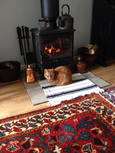What kind of things do you do to pamper your cat?