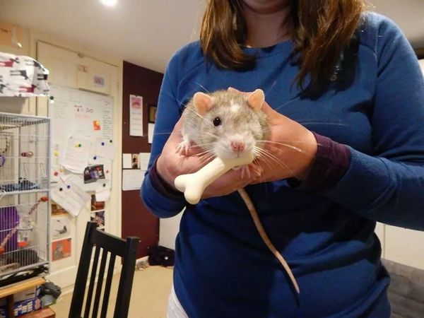 To feel ashamed that we had a rat living in the piano