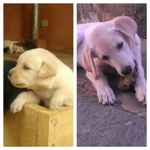 new puppy