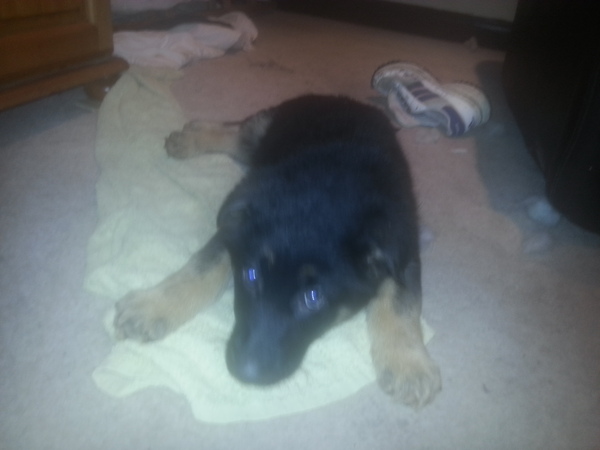 Vet coming to see DDog .. think its time to say goodbye
