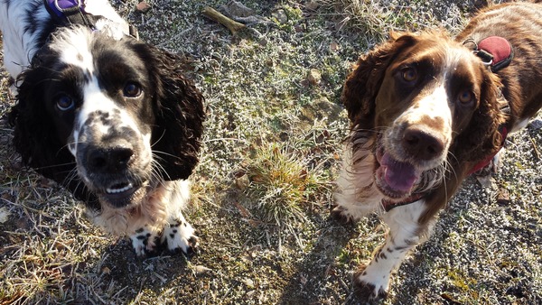 sorry more advice re: springer pup