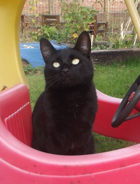 To think my cat is a vision of loveliness?
