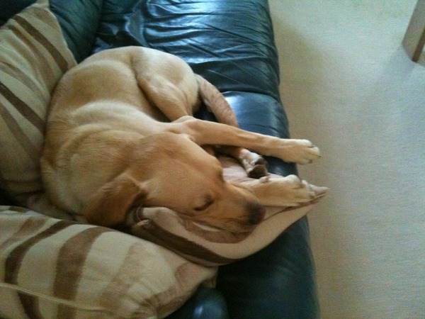 Why do dogs like sleeping on the sofa?