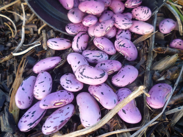The 2015 Allotment / Veg Patch Thread - it's here!