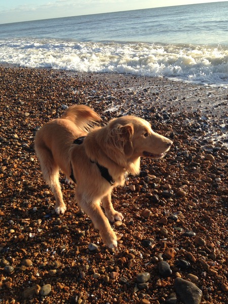 5 things I need to know before getting a labrador