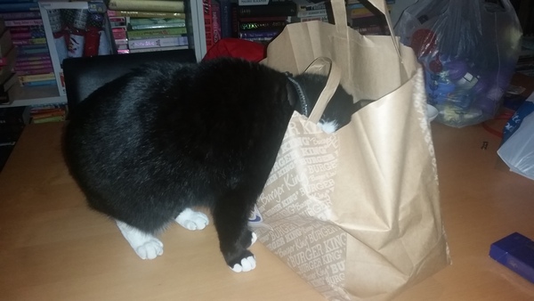 Cat photo thread of a different nature - come & play Catspotters!