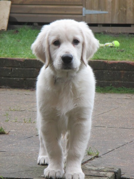 new puppy