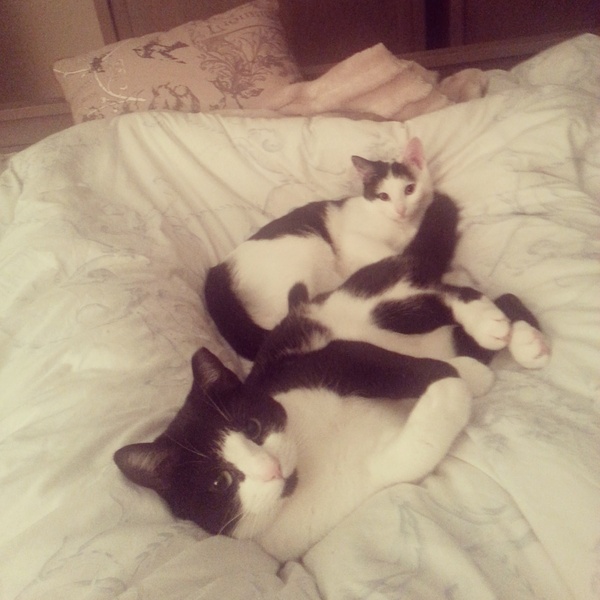 To think my cat is a vision of loveliness?