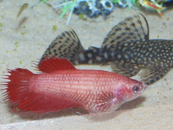 Flying fix, otto or Corys ??