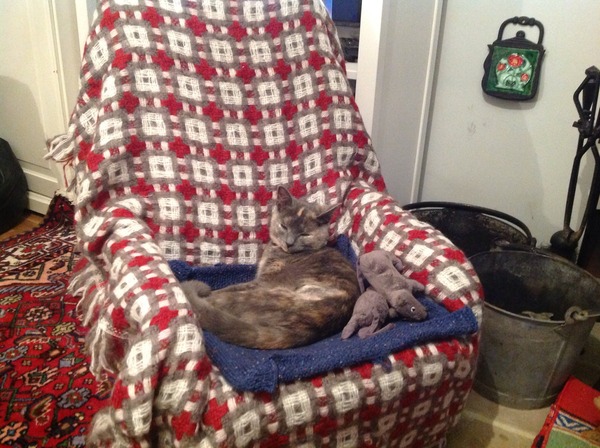To think my cat is a vision of loveliness?