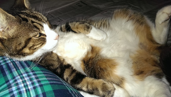 To think my cat is a vision of loveliness?