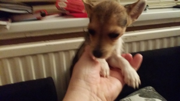 What shall I call my new pup?