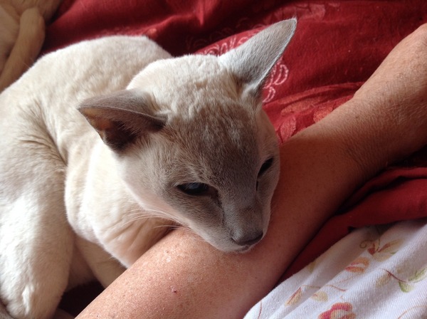 asking if anyone else has a demanding cat?