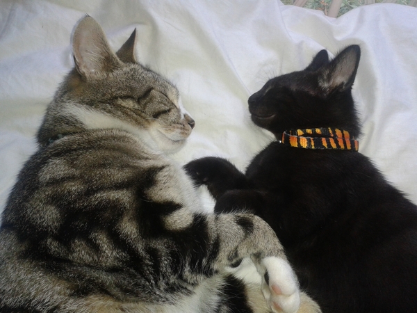 Why do my cats play fight in front of me?