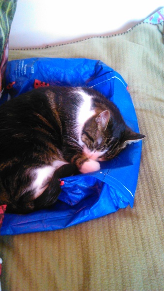 Cat photo thread of a different nature - come & play Catspotters!