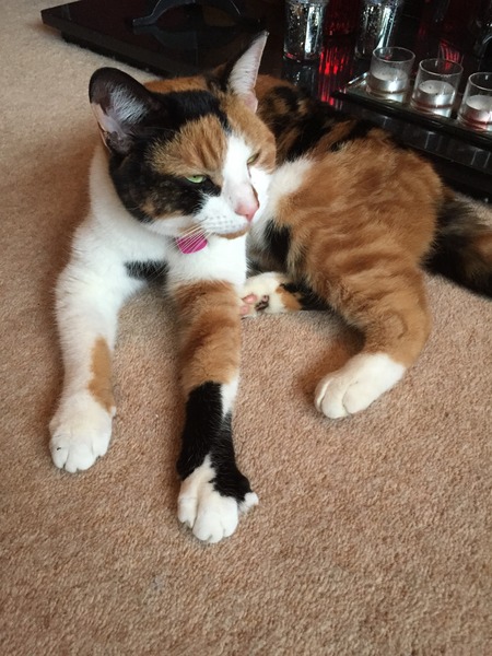 When do you stop looking for a lost cat?
