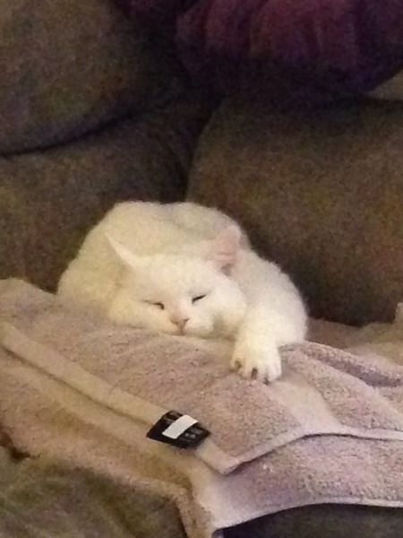 Cat photo thread of a different nature - come & play Catspotters!