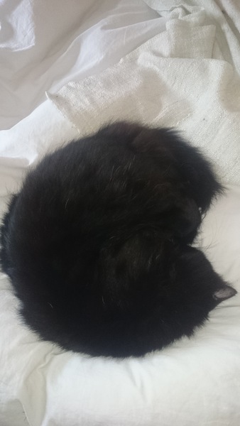To think my cat is a vision of loveliness?