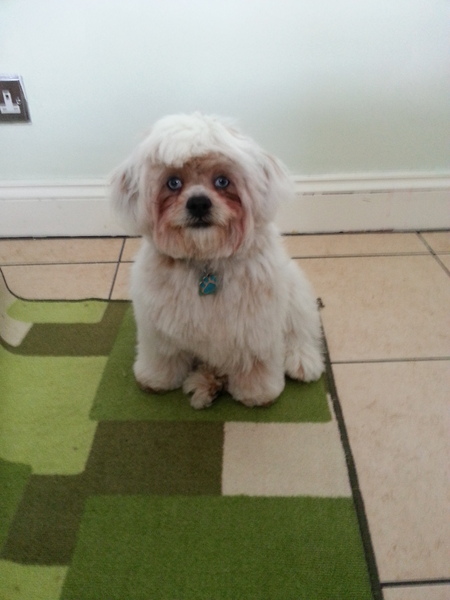 Look who's been to the groomers today.
