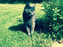 To think my cat is a vision of loveliness?