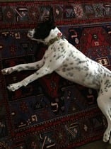 Dog bit dd last night ...