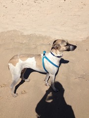 What breed do you think my dog is?