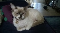 Cats with the Himalayan Gene