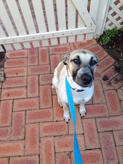 What breed do you think my dog is?