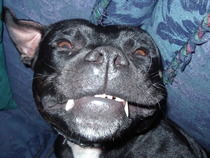 "But we took you to stately homes!!!" - Survivors of Dysfunctional Families