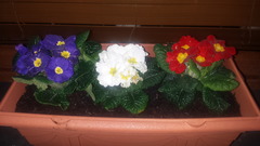 my primroses are dying!