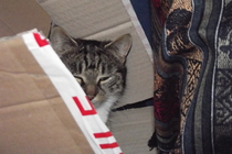 To think my cat is a vision of loveliness?