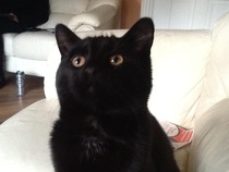 To think my cat is a vision of loveliness?