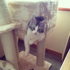 Just brought home new kitten!!
