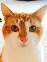 To think my cat is a vision of loveliness?