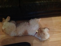 Cockapoo / a poodle, etc