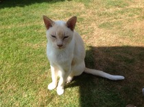 asking if anyone else has a demanding cat?